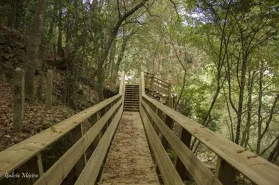a wooden bridge in the middle of a forest at Sola Costeiro in Padrenda