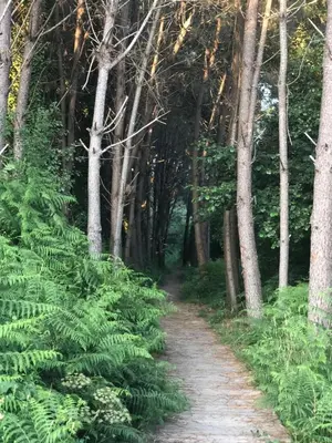 a dirt path through a forest with green plants at PRECIOSO ATICO MONDARIZ in Mondariz
