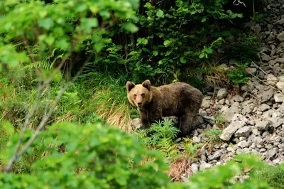 a brown bear is standing on the rocks at La Vega De Somiedo 2 in Pola de Somiedo